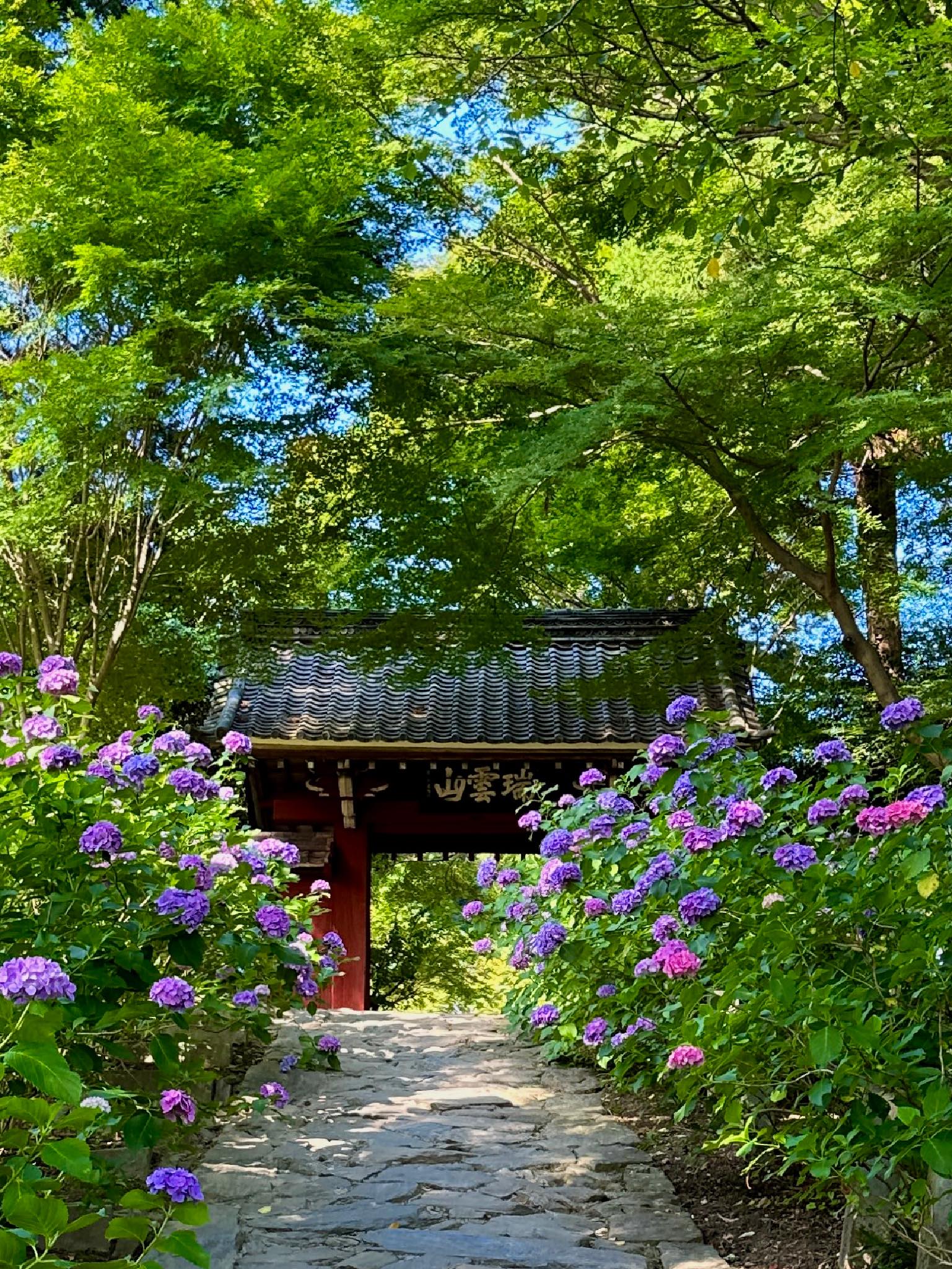 本光寺・赤い山門と紫陽花
